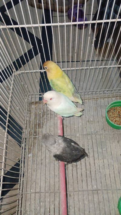 love birds pair and 1 male black wala