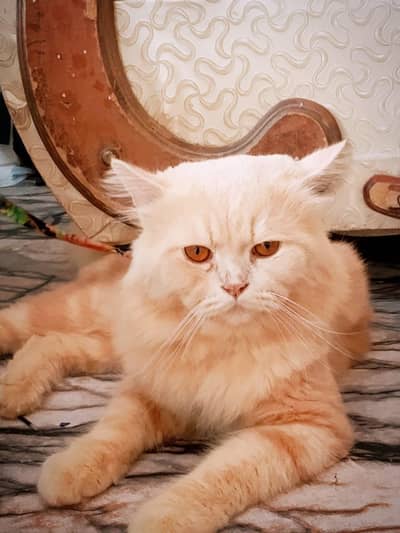 ONLY KARACHI WALE RAABTA KAREN OK