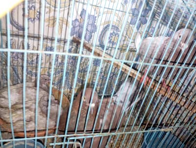 Fancy pegion with baby's