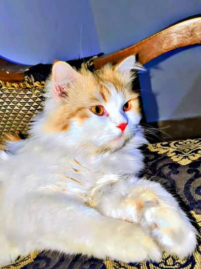 8 month male washroom trained