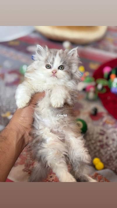 pursian kittens | cat | fluffy cat