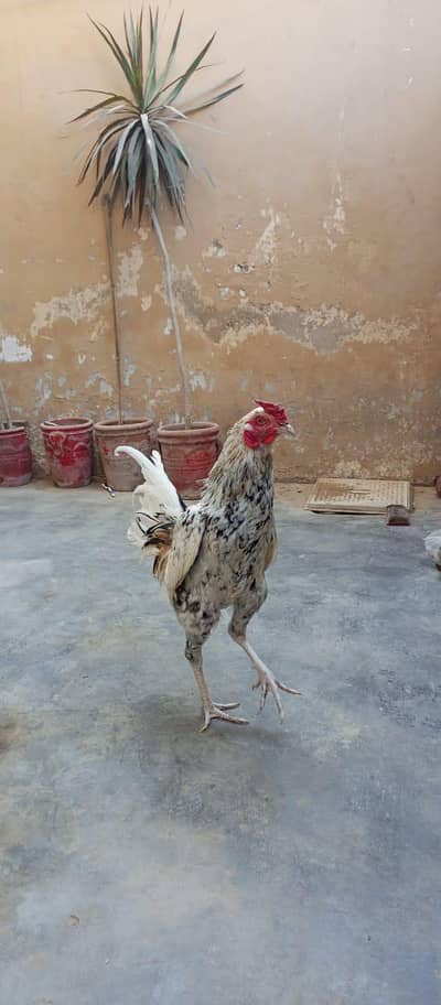 Heera Aseel,Heera Aseel pair ,murga ,murgi