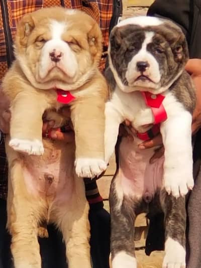 Alabai Dog | King Alabai | Alabai puppyAlabai | Alabai pair