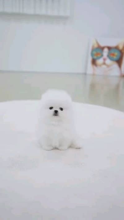 pomeranian puppies helthy and active male dog for sale