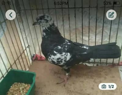 buhat hi piyara pigeon ha