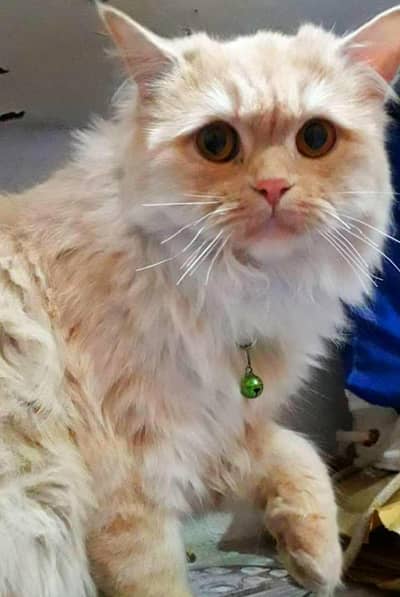 Persian Cat with 3 kittens