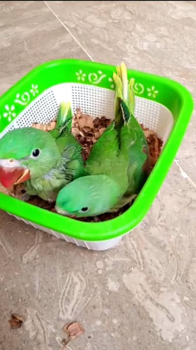 raw parrots chicks single and pair avalible