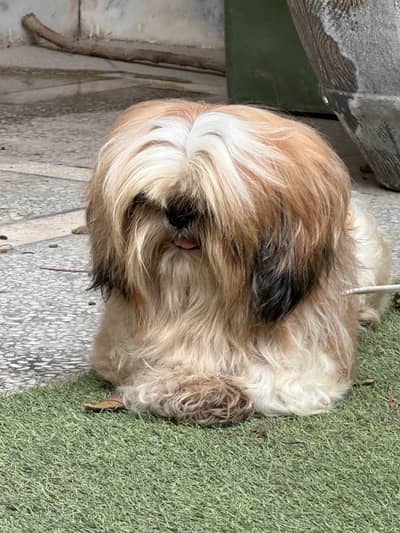 Shitzu male for Available for stud