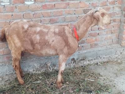 shera print 2 month ki cross black 1 month ki cross