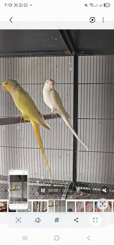 Ringneck Pair available