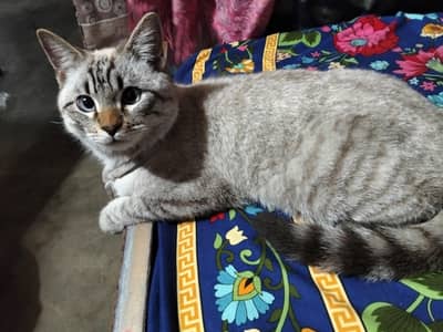 full train cat gar m rakhny wali 03226080913 what'sap no