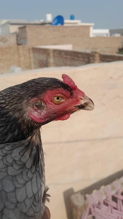 hen is very  beautiful