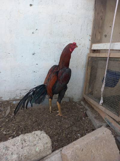 Aseel lansani lakha patha for sale