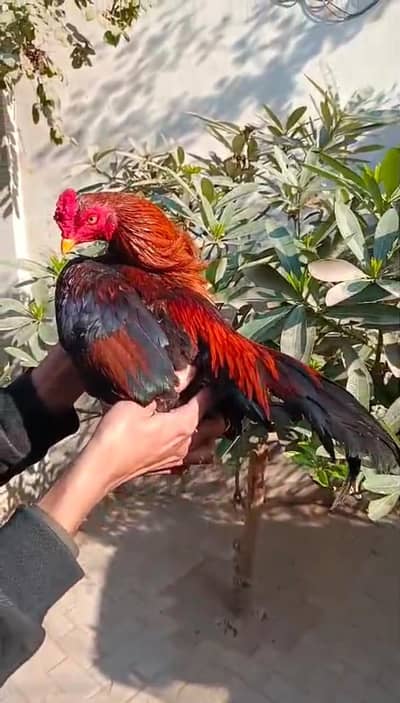 mian wali razaa zero size