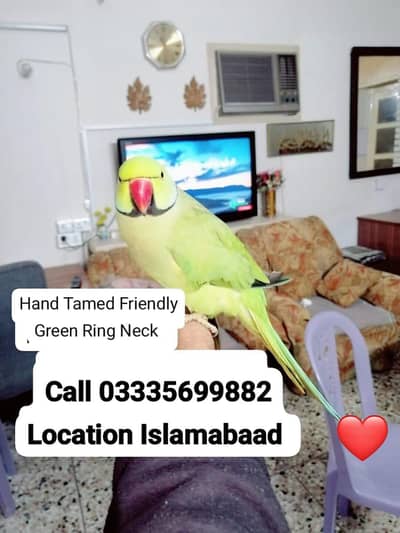 Hand Tamed Full Friendly Green Ring Neck Male Parrot Jumbo Size