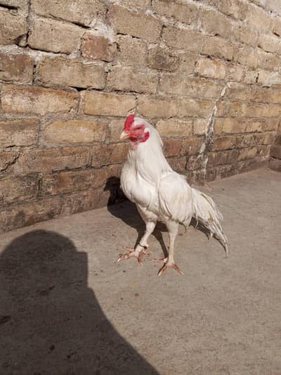 Aseel heera urgent sale ha