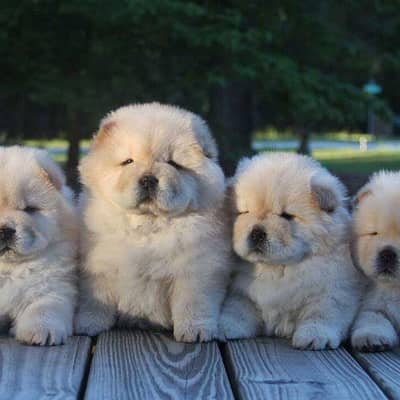 chow chow puppies 03425655411