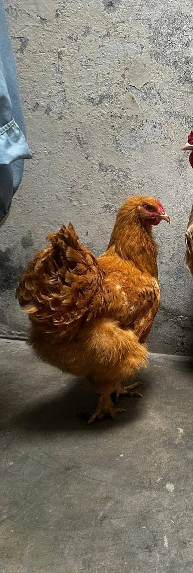 golden buff pure quality