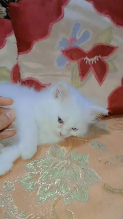 white Persian kitten