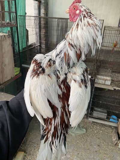 Aseel murga or  dasi pair