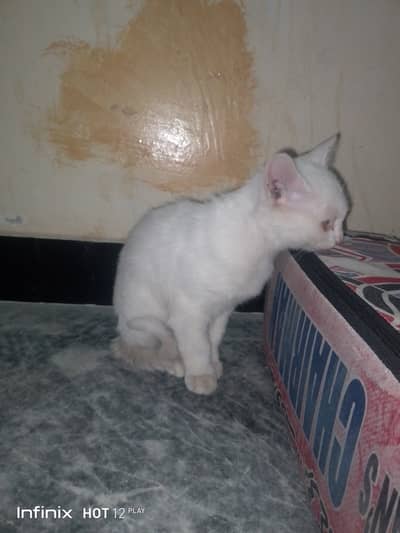 White-fur Male Persian cat