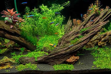 Fish Aquarium Live Plans