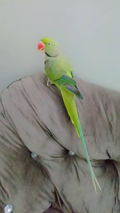 green parrot