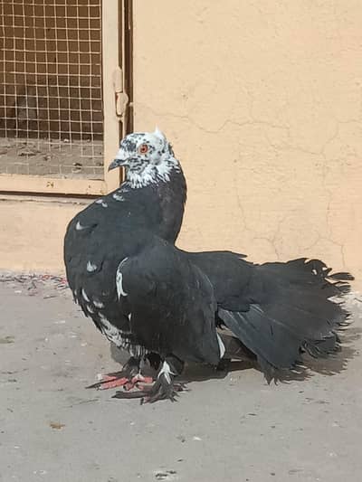 beautiful and teddy pigeon