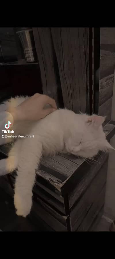 Parisian cat For sale