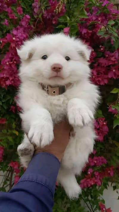 Russian dog 2month age My WhatsApp number 03013564778 for sale