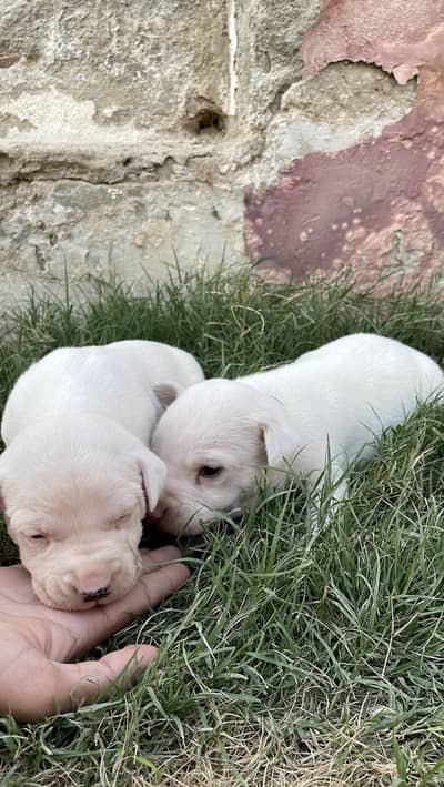 gultair puppy's 0322_6658_743