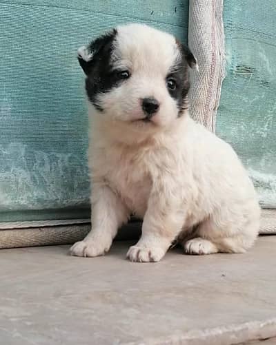 Pomeranian male puppy for sale