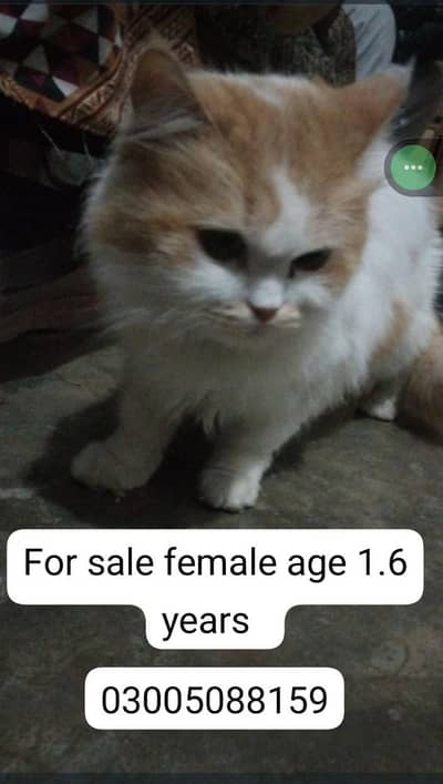 cat  for sale