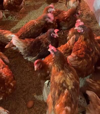 Lohman brown for sale | Lohman black | egg laying murgi