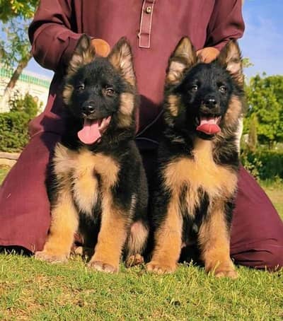 German shepherd puppy 03425655411