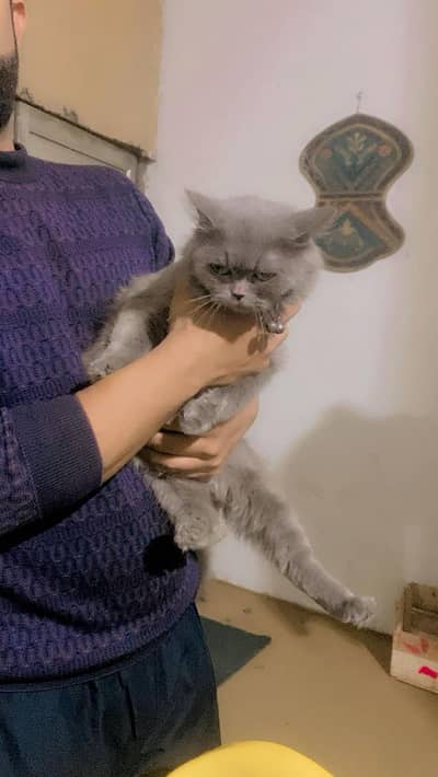 Beautiful Cat for Sale