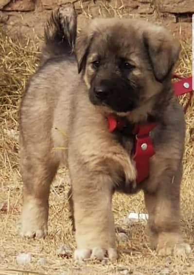 Bakarwal | bakharwal | Caucasian Shepherd | male puppy