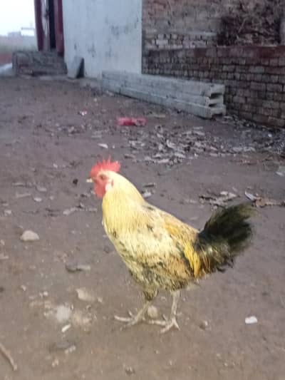 good condition murga desi