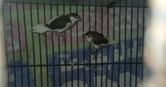 banglis finch full bareeder pair jabo size heldy and active for sale