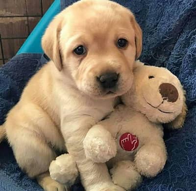 Labrador puppies 03425655411
