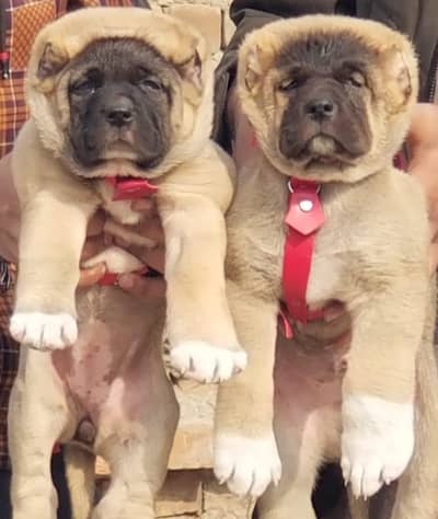 Kangal | kurdish kangal | Turkish kangal | puppies pair