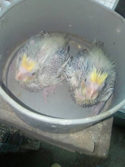 Cocktail Chicks for handtamed