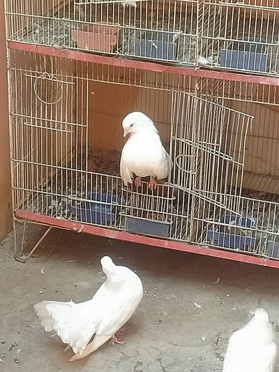 lakha kabotar pair for sale