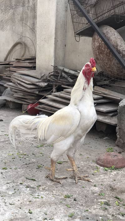 Aseel murhga and murghi for sale