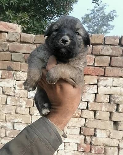Alsatian bagiyari female puppy