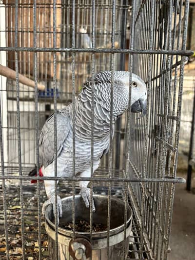 African grey female parrot for sale
