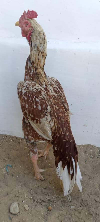 Aseel murgha available