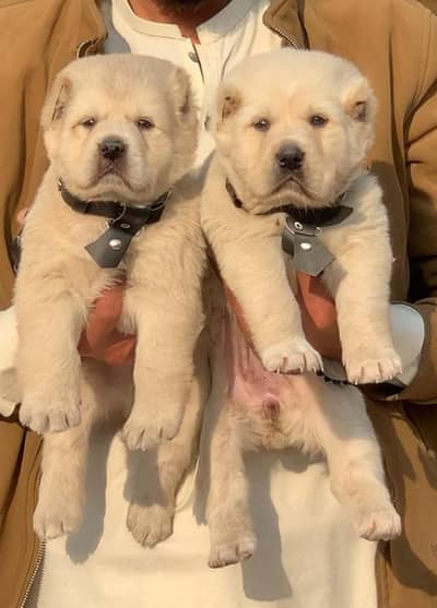 King alabai Central Asian Shepherd puppies pair | white alabai puppy