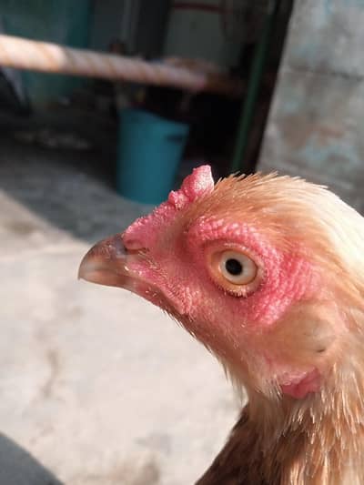 kolanga charga  12Months