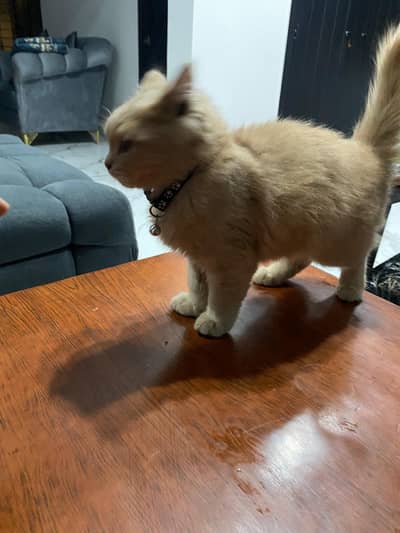 persian kitten for sale